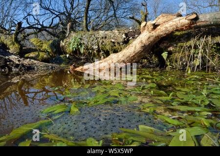 Frogspawn grumi di rane comuni (Rana temporaria) in stagno creato da Eurasian castori (Castor fiber) su di un piccolo flusso di bosco entro una grande woodla Foto Stock