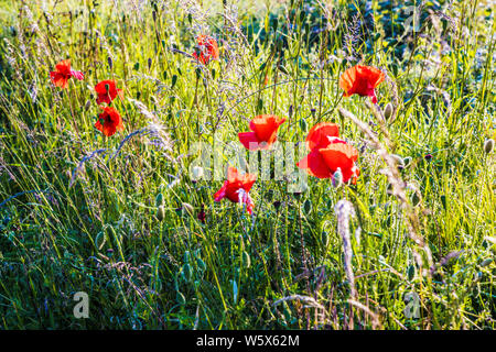 Backlit papavero (Papaver rhoeas) nella campagna estiva. Foto Stock