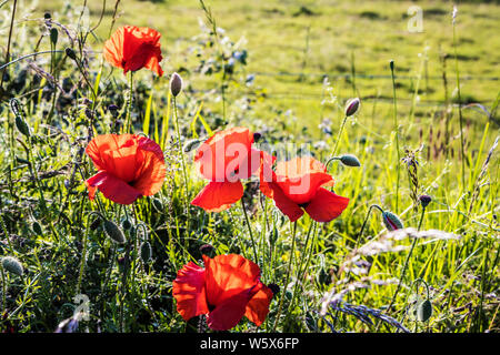 Backlit papavero (Papaver rhoeas) nella campagna estiva. Foto Stock