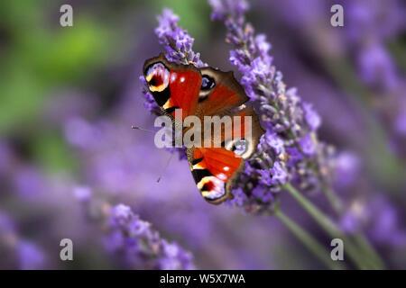 Aglais io, nome comune farfalla pavone, sui fiori di lavanda Foto Stock
