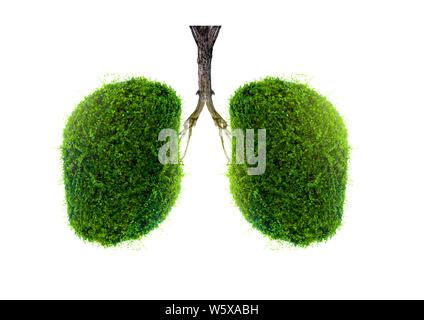 Polmone verde a forma di albero di immagini, concetti medici, autopsia, visualizzazione 3D e animali come un elemento Foto Stock