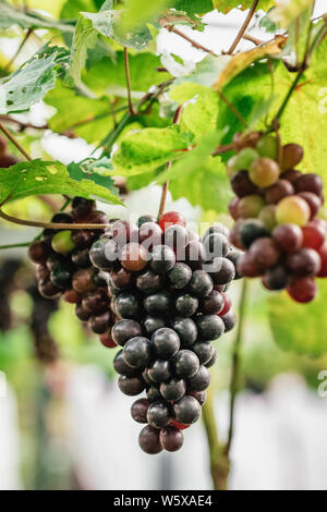 Multa mazzetto di freschi colori blu uva close-up Foto Stock