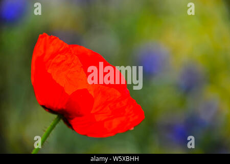 Papavero Foto Stock