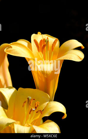 Giglio giallo fiore su sfondo nero, Norfolk, Inghilterra Foto Stock