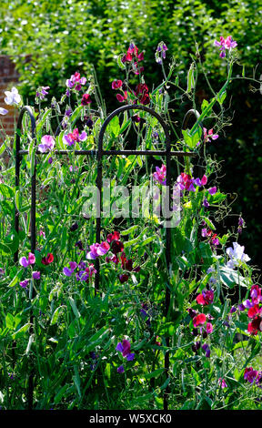 Piselli dolci crescono in metallo supporto vegetale nel giardino, Norfolk, Inghilterra Foto Stock