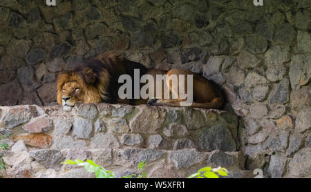 Bellissimo leone, sullo sfondo di verdi alberi nel giardino zoologico. Foto Stock