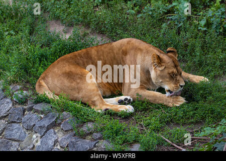 Bellissima leonessa, sullo sfondo di verdi alberi nel giardino zoologico. Foto Stock