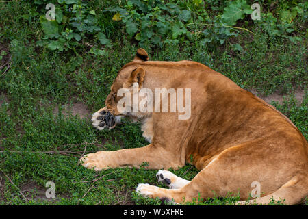 Bellissima leonessa, sullo sfondo di verdi alberi nel giardino zoologico. Foto Stock