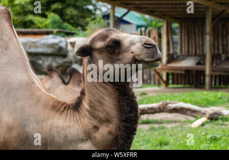 Cammello vicino fino a zoo. soleggiata giornata estiva. Foto Stock