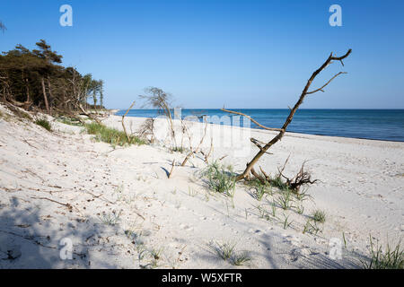 Spiaggia di sabbia bianca di Dueodde sull isola della costa sud, Dueodde, isola di Bornholm, Mar Baltico, Danimarca, Europa Foto Stock