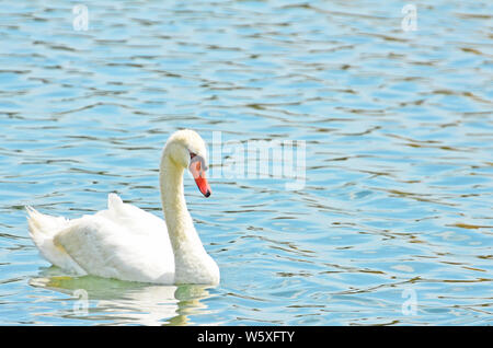 Elegante colore bianco cigno galleggiante sul turchese acqua increspata con arancio brillante bill confina con nero, collo lungo e dettagliato le piume. Foto Stock