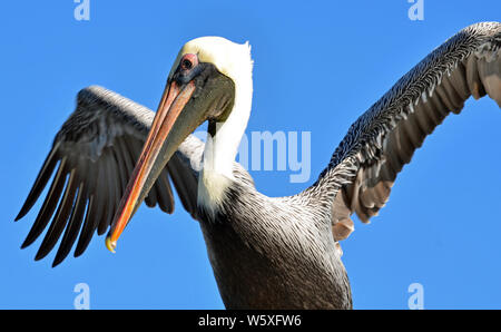 North American adulto pellicano marrone con sollevato ali di piume dettagliata, bianco e giallo pallido, testa maschera rossa attorno all occhio andorange bill. Foto Stock