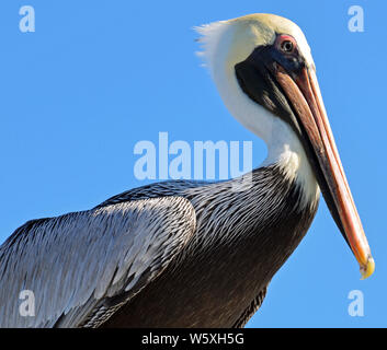 North American adult brown pelican, piume dettagliata, bianco e giallo pallido, testa maschera rossa intorno a occhio e grandi bolletta Orange con gancio di giallo. Foto Stock