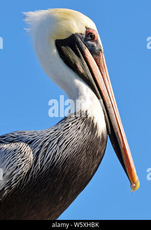 North American adult brown pelican, piume dettagliata, bianco e giallo pallido, testa maschera rossa intorno a occhio e grandi bolletta Orange con gancio di giallo. Foto Stock