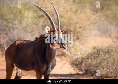 Ritratto di un raro maschio Sable Antelope (Hippotragus niger). L'Okonjima, Namibia. Foto Stock