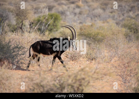 Ritratto di un raro maschio Sable Antelope (Hippotragus niger). L'Okonjima, Namibia. Foto Stock