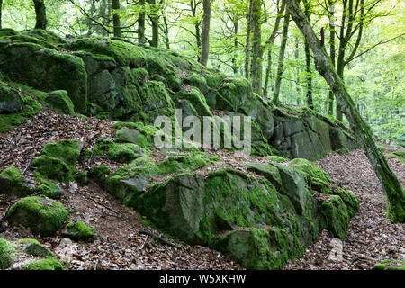 Moss rocce coperte nella faggeta nella Naturstirelsen Bornholm (National Forest), Ekkodalen, Bornholm, Mar Baltico, Danimarca, Europa Foto Stock