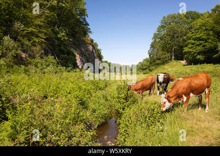 Piccolo ruscello e scogliere con mucche al pascolo nel centro dell'isola, Ekkodalen, isola di Bornholm, Mar Baltico, Danimarca, Europa Foto Stock