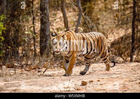 Tigre, tigre del Bengala (Panthera tigris) in Bandhavgarh Parco nazionale di riserva della tigre, Umaria distretto del Madhya Pradesh (India centrale) Foto Stock