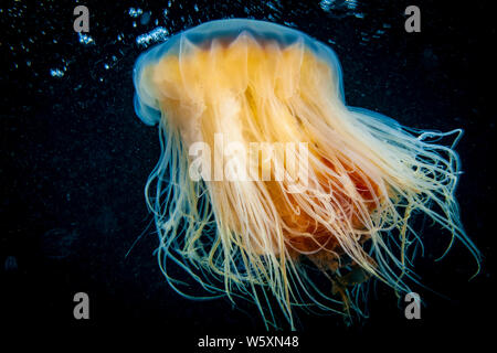 Leone la criniera drifting sott'acqua nel golfo di st.Lawrence Foto Stock