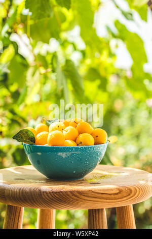 Manciata di giallo ciliegia prugne con gocce d'acqua nella ciotola blu sulla natura verde dello sfondo con luce di sole in giardino Foto Stock