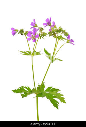 Geranio (Geranium pratense) fiore isolato su uno sfondo bianco Foto Stock