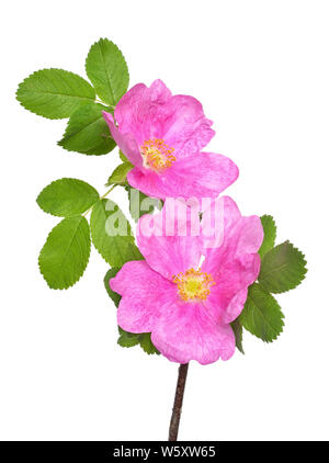 Wild Rose fiore isolato su sfondo bianco Foto Stock