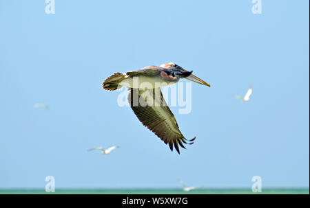 North American brown pelican in volo con le alette verso il basso, le piume dettagliate sulla diffusione di coda, underbelly bianco e grigio e giallo bill contro il cielo blu. Foto Stock