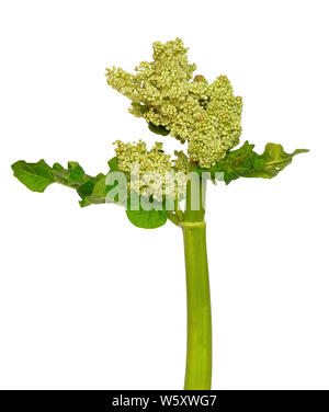 Rabarbaro (Rheum rhabarbarum) fiore isolato su sfondo bianco Foto Stock