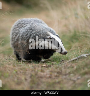 Unione Badger / Europaeischer Dachs ( Meles meles ), animale adulto, camminando lungo un tipico badger il percorso, si avvicina, Scatto frontale, l'Europa. Foto Stock