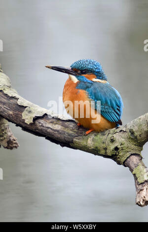 Kingfisher ( Alcedo atthis ) maschio adulto con sporco becco, riposo dopo scavando il suo nido foro, appollaiato su un ramo vicino al di sopra dell'acqua, della fauna selvatica, Europa Foto Stock