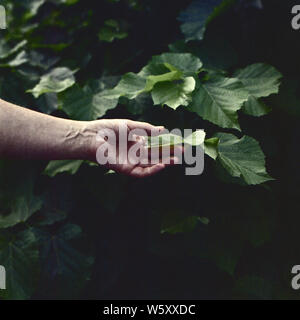 Mano umana tocca una foglia verde. Girato su pellicola mediumformat. Foto Stock
