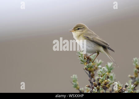 Willow trillo / Fitis ( Phylloscopus trochilus ), piccolo uccello maschio adulto in primavera, arroccato sulla cima di seabuckthorn, cantando, la fauna selvatica, l'Europa. Foto Stock