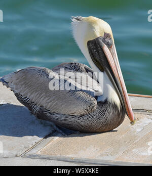 North American adulto pellicano marrone con un lungo collo bianco, giallo pallido testa e grandi bolletta Orange seduti sul dock con increspature dell'acqua in background. Foto Stock