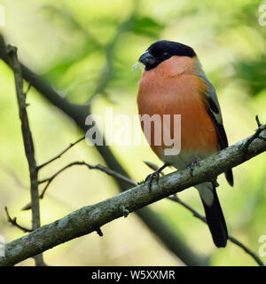 Ciuffolotto ( Pyrrhula pyrrhula ), maschio in abito di allevamento, appollaiato su un ramo in alcuni cespugli, ambiente naturale, fauna selvatica, l'Europa. Foto Stock