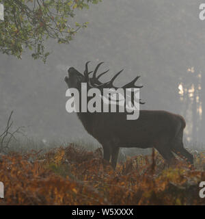 Red Deer / Rothirsch (Cervus elaphus), feste di addio al celibato, rumoreggianti su una radura nel profondo dei boschi, sbuffando il suo respiro, autunnale di umore, prima mattina nebbia, l'Europa. Foto Stock