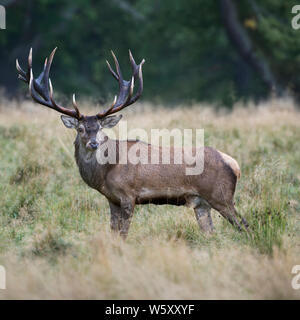 Red Deer / Rothirsch ( Cervus elaphus ), impressionante royal stag, in piedi su una radura nel bosco, guardando indietro, vista laterale, l'Europa. Foto Stock