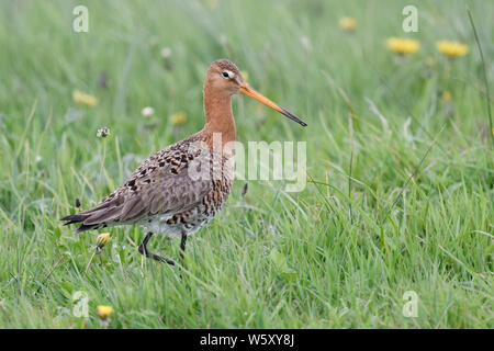 Nero-tailed Godwit / Uferschnepfe ( Limosa limosa), Adulto, camminando attraverso una fioritura primaverile tarassaco prato, guardare la fauna selvatica, l'Europa. Foto Stock