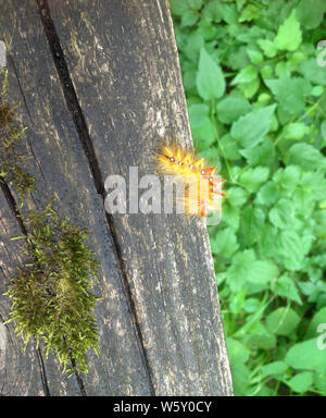 Sycamore moth larva. Acronicta aceris caterpillar, su weathered legno vecchio con moss al di sopra di foglie verdi. Foto Stock