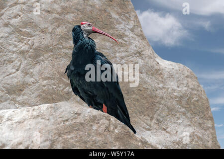 Southern calvo Ibis, Geronticus calvus, in piedi sulla roccia, esaminando la distanza Foto Stock