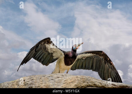 La Abdim stork (Ciconia abdimii), noto anche come bianco-cicogna panciuto Foto Stock