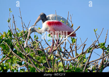 Roseate spoonbill con gambe lunghe, neon pink corpo curvo collo bianco e luminoso occhio rosso e marrone lucido becco piatto in piedi sui rami di mangrovie. Foto Stock