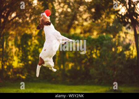 Allenamento per l'agilità con cane jumping al gancio a sfera del giocattolo Foto Stock