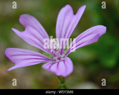 Close up della Malva weed , Malva neglecta fiore Foto Stock