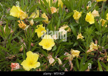 Missouri-Nachtkerze, Polster-Nachkerze, Polsternachkerze, Nachkerze, Oenothera macrocarpa, Oenothera missouriensis bigfruit, enagra, Ozark s Foto Stock