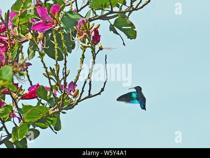 Purple-throated Carib (Eulampis jugularis) hummingbird con lungo becco sottile, lucida occhio nero e iridescenza blu ali passando vicino a fiori di colore rosa. Foto Stock