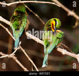 Poco Bee-Eaters sono comuni e diffuse in tutta l'Africa orientale e meridionale. Uno dei più piccoli di questa colorata famiglia di insectivores. Foto Stock