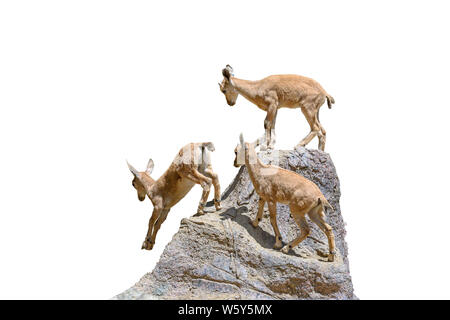 Tre piccoli African antelope saltando su roccia isolata su sfondo bianco Foto Stock
