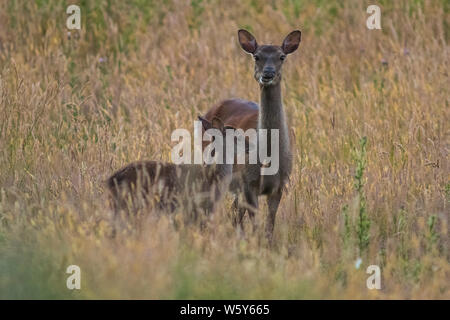 Cervi Sika doe e fawn in golden prato Foto Stock