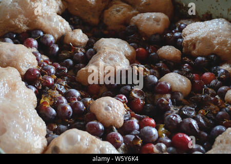 Prugne naturale delle bolle di fermentazione per produrre slivovitz, Foto Stock